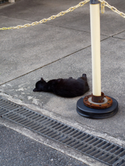 今日の猫