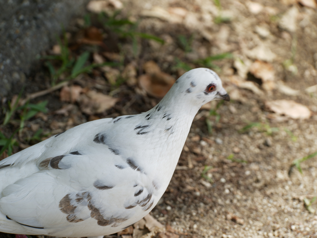 鳩