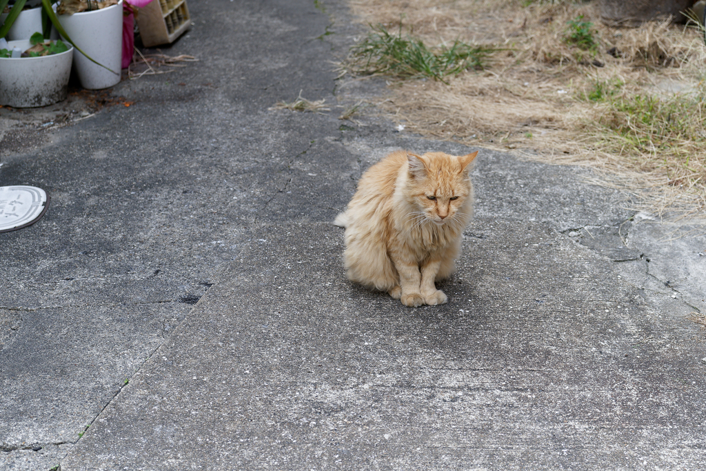 A7C00585_DxO