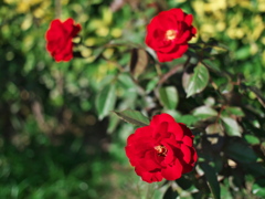 P1093761