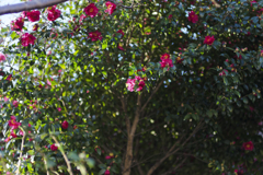 _7R32171_DxO