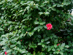 P1040964_DxO