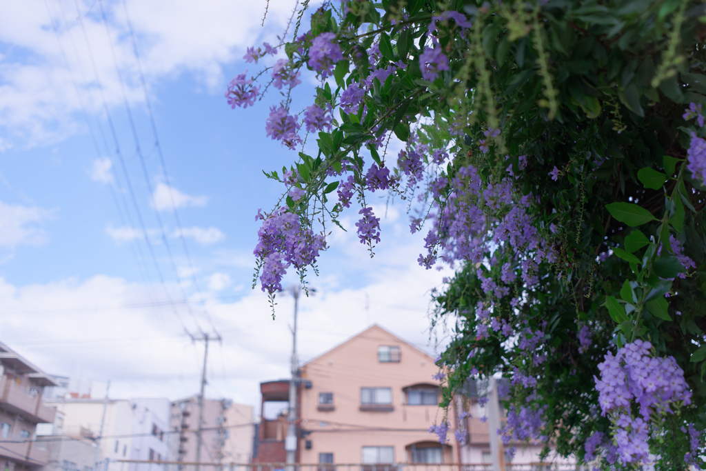 DSC09429_DxO