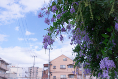 DSC09429_DxO