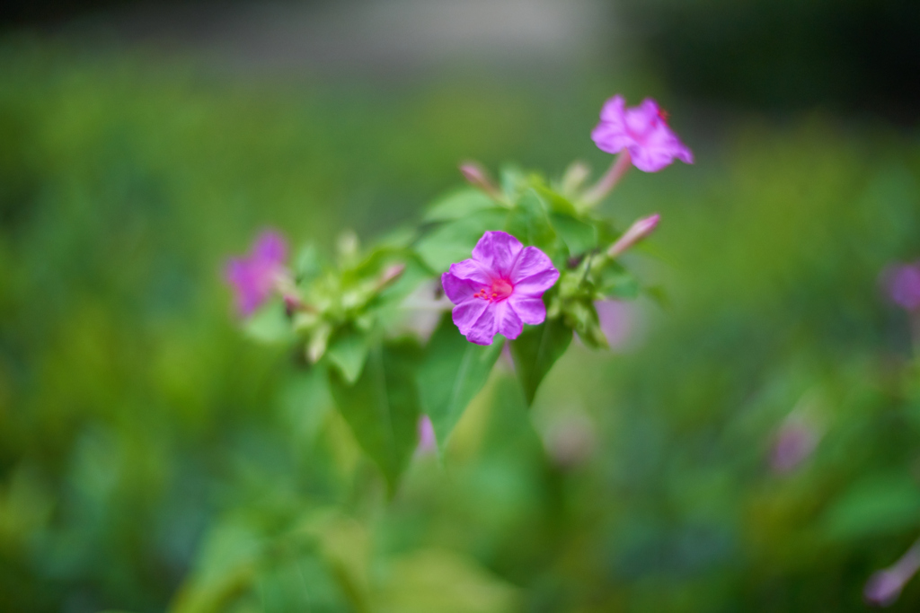 DSC02420