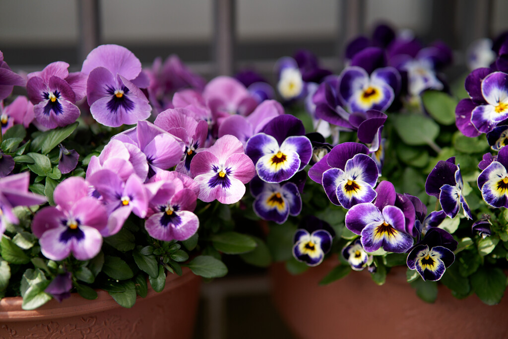 A7C09529_DxO