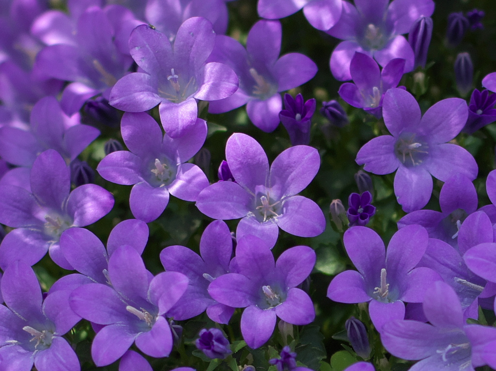 高画素機のポテンシャル