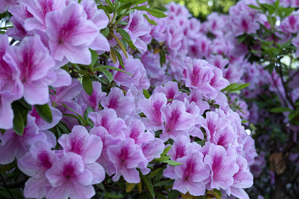 _DSC3125_DxO