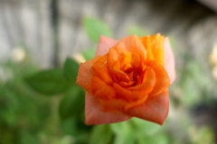 P1020042