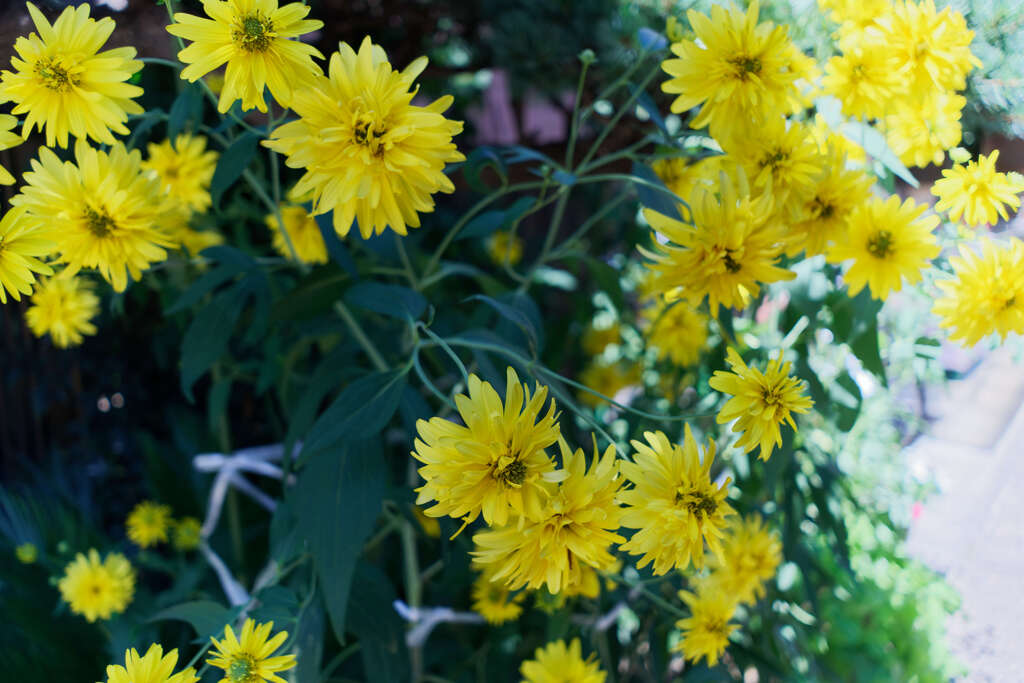 DSC09756_DxO