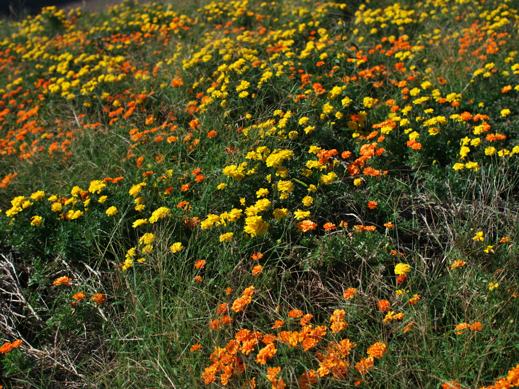 P1093490