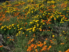 P1093490