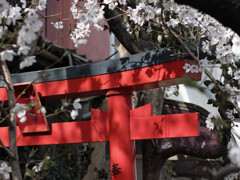 桜始まりました