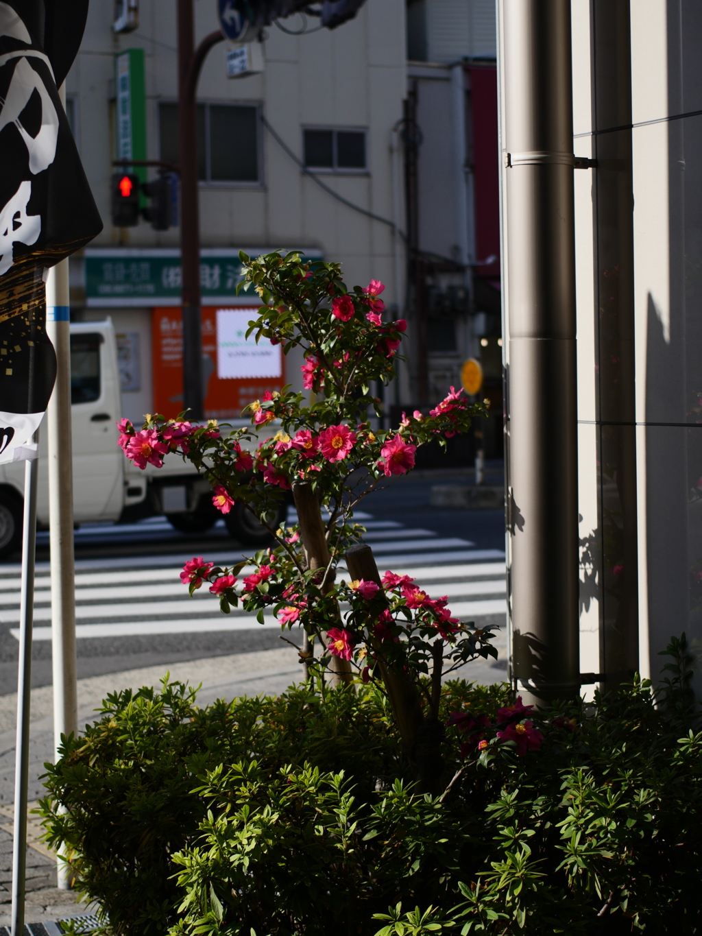 jpg撮ってだし