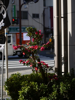 jpg撮ってだし