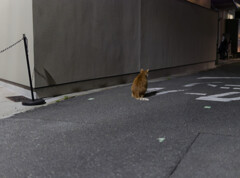 _1040394_DxO
