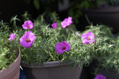 全然このレンズでいいけどな