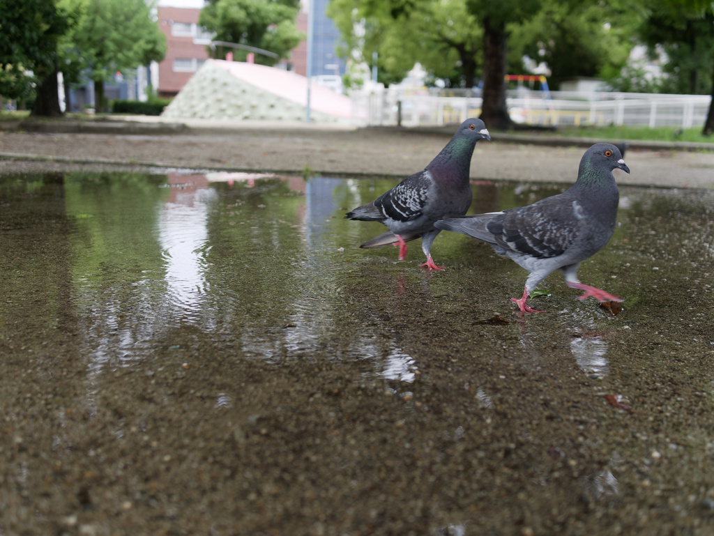 水溜まりと鳩