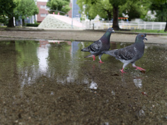 水溜まりと鳩