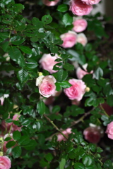P1079580