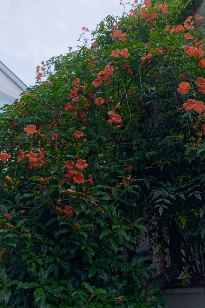 A7C00003_DxO