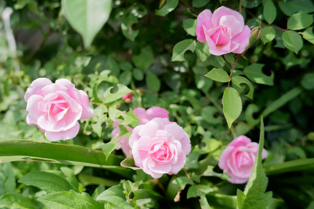 A7C09693_DxO