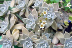 DSC00725