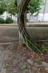 P1000563_DxO