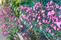 DSC08847