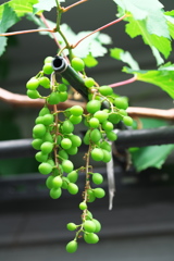 DSC01334