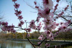 DSC00396_1