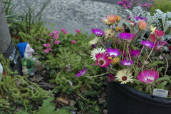 _1010507_DxO