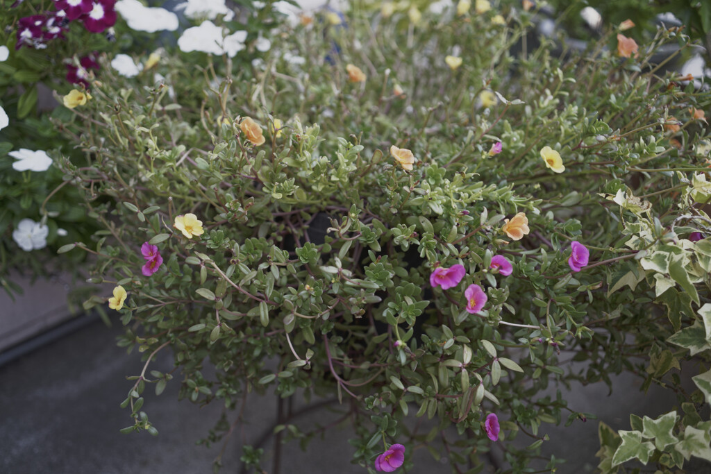 _A7C4405_DxO