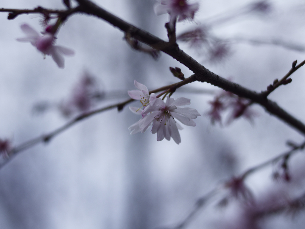 _1090239_DxO