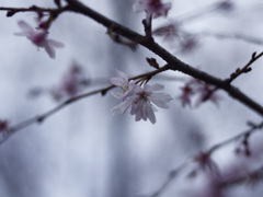 _1090239_DxO