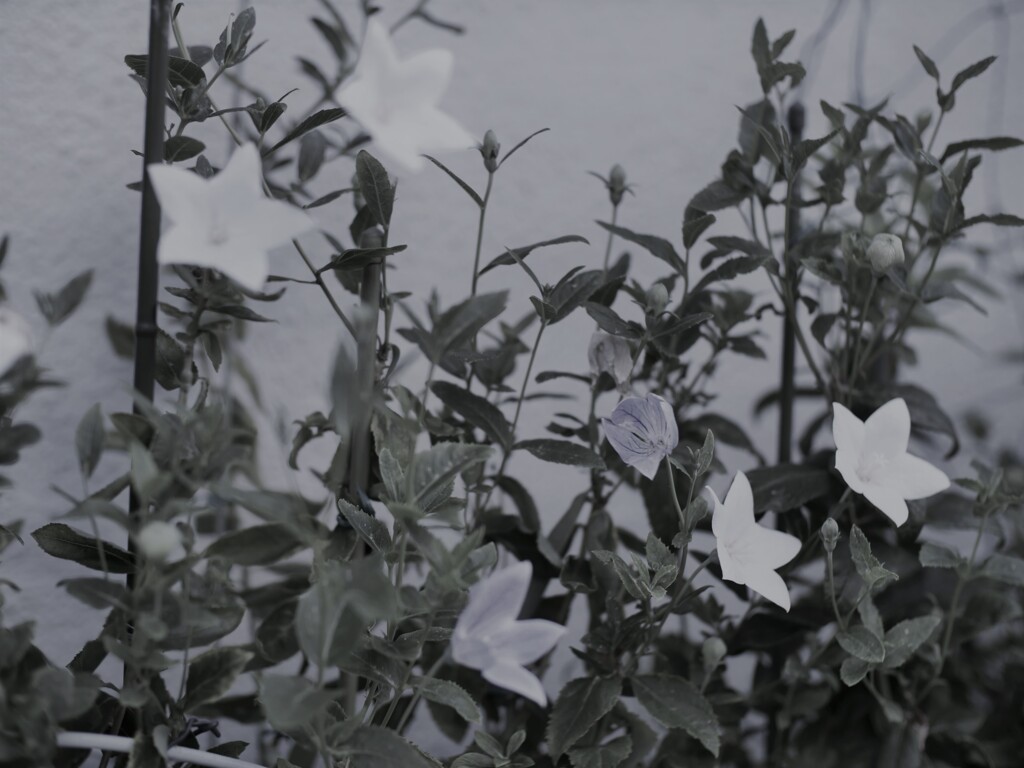 P1081305