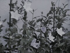 P1081305