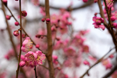 DSC00187_1