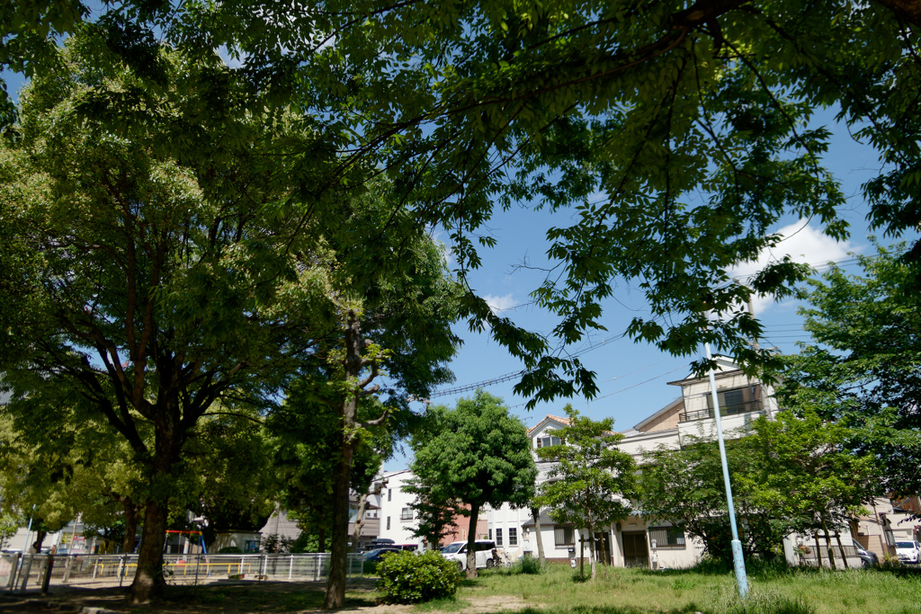 ある晴れた５月の公園