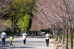 五分咲