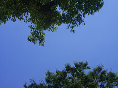_1090830_DxO