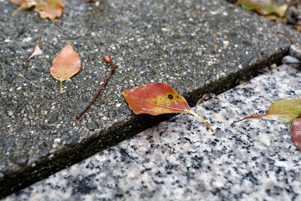 DSC01420_DxO