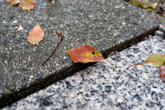 DSC01420_DxO