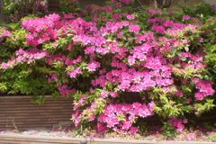 DSC07629