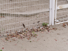 公園