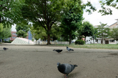 いつもの公園