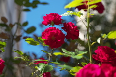 DSC00667