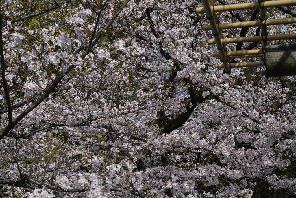 A7C09595