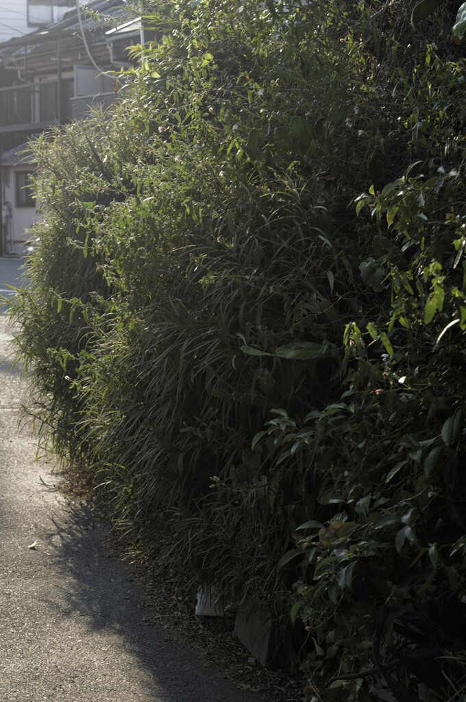 _DSC3299_DxO-1