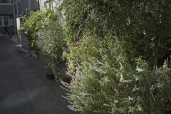 _A7C4402_DxO